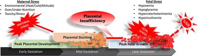 The Price of Surviving on Adrenaline: Developmental Programming Responses to Chronic Fetal Hypercatecholaminemia Contribute to Poor Muscle Growth Capacity and Metabolic Dysfunction in IUGR-Born Offspring